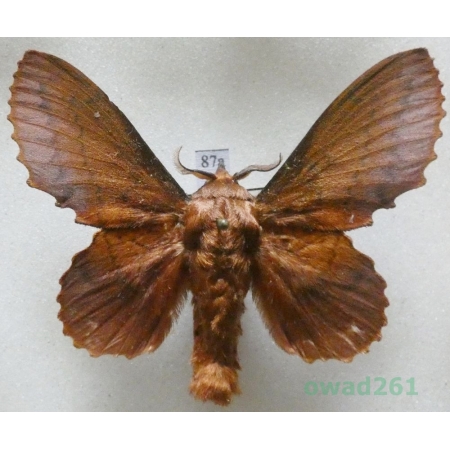 Gastropacha quercifolia (Linnaeus, 1758) male Barczatka dębolistna Czech87a